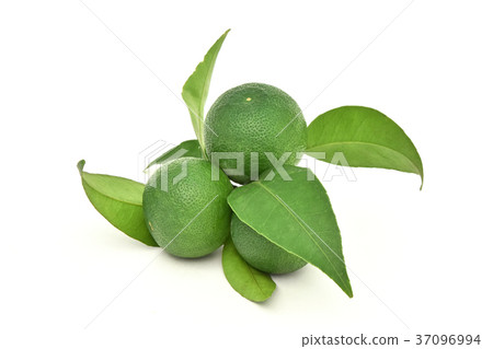 Fruit of Sudachi Fruit of Sudachi 37096994