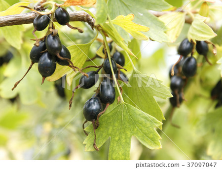 Wild golden currant. 37097047