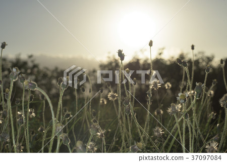 Sunset, grass, fine distance 37097084