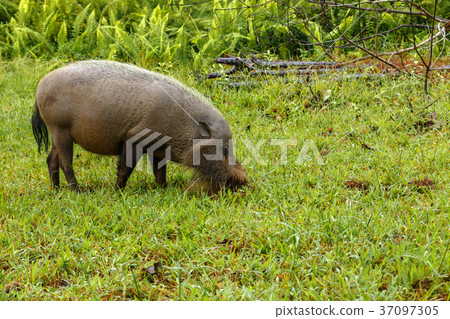 bearded pig digs the earth 37097305