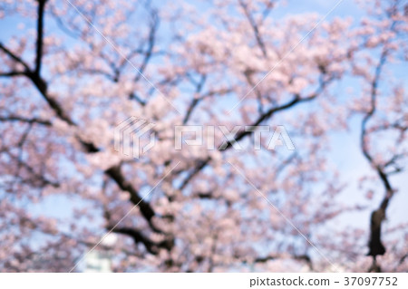 Blurred Cherry blossoms scene Blurred Cherry blossoms scene 37097752