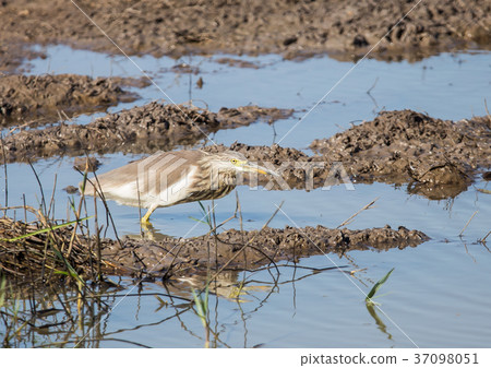 Javan Pond Heron in the field. Javan Pond Heron in the field. 37098051