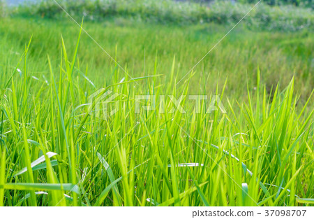 Green meadow line pattern and background Green meadow line pattern and background 37098707