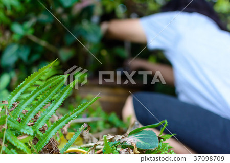 people Hold knives Cut branches in garden people Hold knives Cut branches in garden 37098709