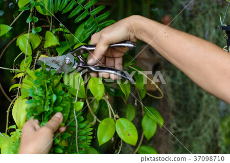 people Hold knives Cut branches in garden people Hold knives Cut branches in garden 37098710
