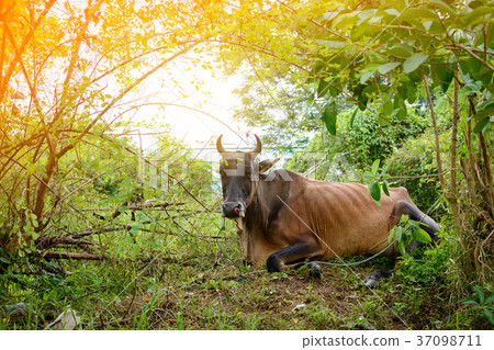 Cow on grass insect on body Cow on grass insect on body 37098711