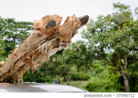 Timber On the roof of the car Timber On the roof of the car 37098712