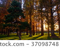 Sunlight through the fall 37098748