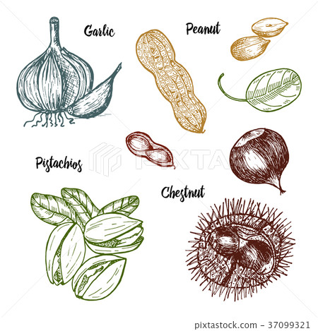Herbs, condiments and spices. pistachios and 37099321