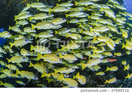 Yossjiphede of the Maldives 37099518