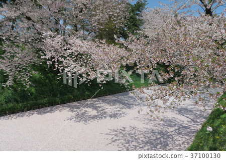 弘前城（鮮花，沒有） 37100130