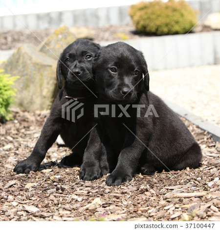 Amazing puppies of labrador retriever Amazing puppies of labrador retriever 37100447