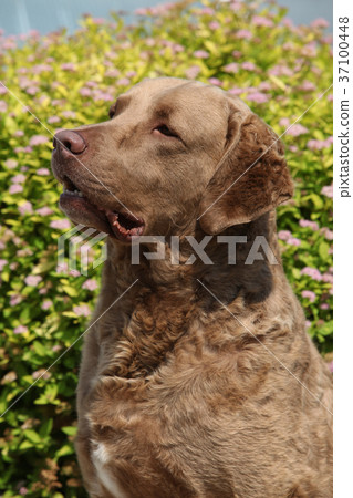 Beautiful Chesapeake Bay Retriever 37100448