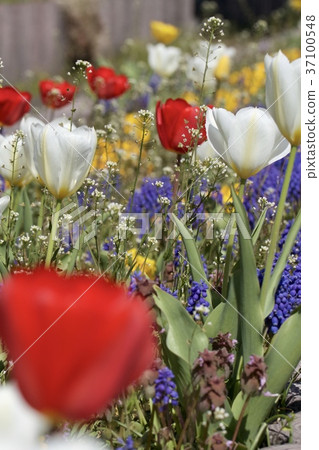 Small flower blooming in spring 37100548