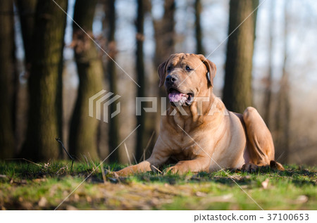 Tosa Inu fight dog in forrest in spring time Tosa Inu fight dog in forrest in spring time 37100653