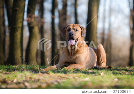 Tosa Inu fight dog in forrest in spring time 37100654
