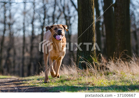 Tosa Inu fight dog in forrest in spring time Tosa Inu fight dog in forrest in spring time 37100667