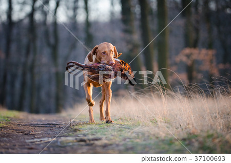 Hungarian hound pinter dog in the spring forrest Hungarian hound pinter dog in the spring forrest 37100693