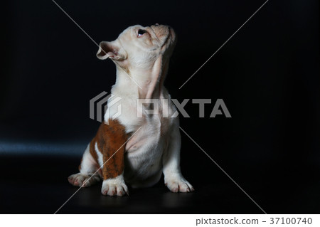 purebred English Bulldog puppy purebred English Bulldog puppy 37100740