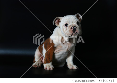purebred English Bulldog puppy purebred English Bulldog puppy 37100741