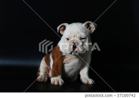 purebred English Bulldog puppy purebred English Bulldog puppy 37100742