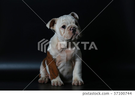 purebred English Bulldog puppy purebred English Bulldog puppy 37100744