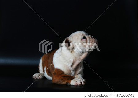 purebred English Bulldog puppy purebred English Bulldog puppy 37100745