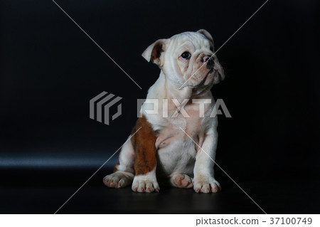 purebred English Bulldog puppy purebred English Bulldog puppy 37100749