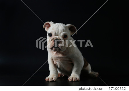 purebred English Bulldog puppy purebred English Bulldog puppy 37100812