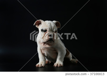 purebred English Bulldog puppy purebred English Bulldog puppy 37100813
