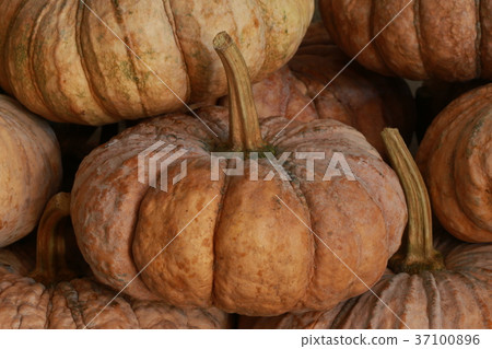 a lot of pumpkin a lot of pumpkin 37100896