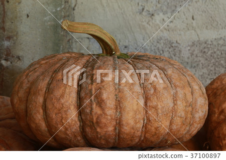 a lot of pumpkin a lot of pumpkin 37100897