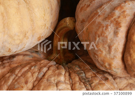a lot of pumpkin  37100899