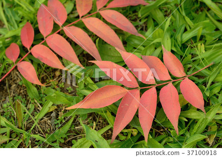 Fallen leaves of hazelnut "Haze Momiji" Fallen leaves of hazelnut "Haze Momiji" 37100918