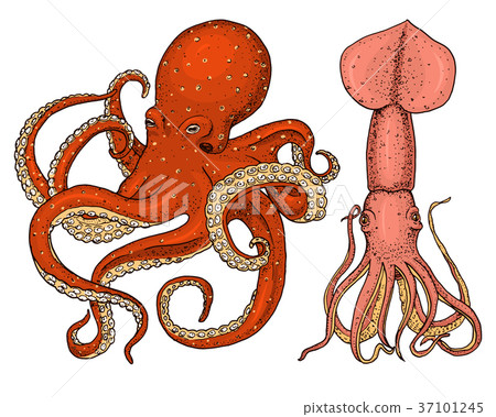 sea creature octopus and squid. calamari engraved 37101245