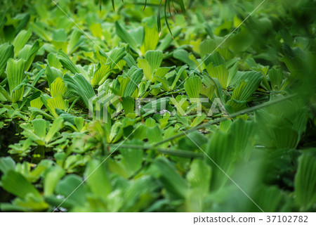 aquatic plant on water, botanical garden  37102782