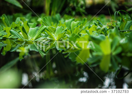 aquatic plant on water, botanical garden  37102783