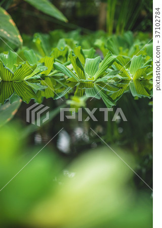 aquatic plant on water, botanical garden  37102784