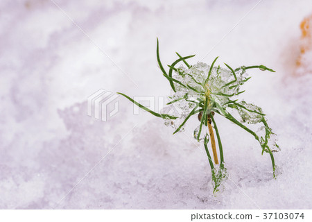 Growing evergreen tree in the snow 37103074