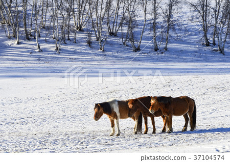 Horse, Fortune-telling, Inner Mongolia, China 37104574