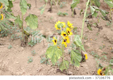 Taiwan Taoyuan Sunflower Farm Taiwan Taoyuan Sunflower Farm 37106776