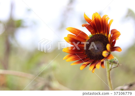 台灣桃園向日葵農場 37106779