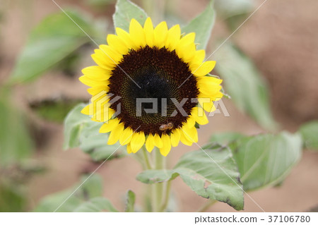 台灣桃園向日葵農場 37106780