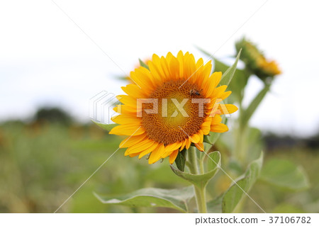 台灣桃園向日葵農場 台灣桃園向日葵農場 37106782