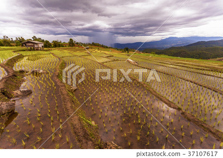 Rice fields on terraced 37107617