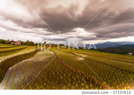 Rice fields on terraced Rice fields on terraced 37107618