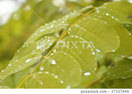 葉子用水弄濕 37107849