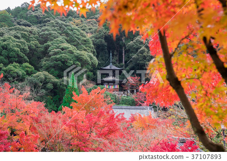 Kyoto Eikan-do autumn leaves 37107893