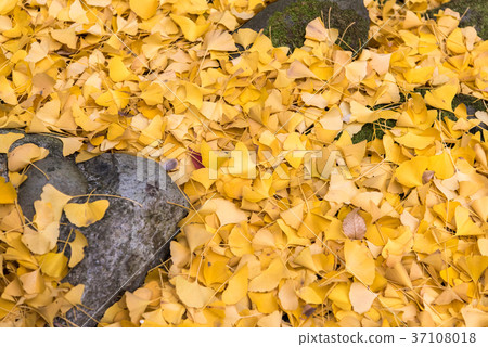 銀杏落葉 銀杏落葉 37108018