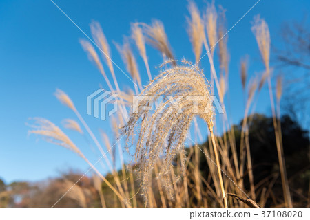 Spearhead (Ohana) Spearhead (Ohana) 37108020